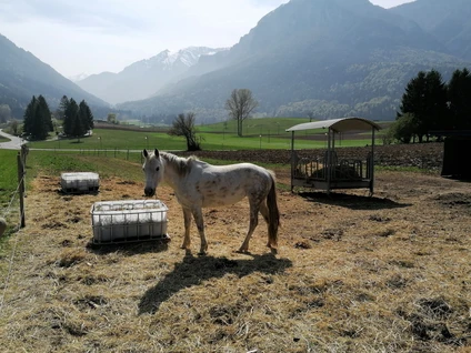 Passeggiata a cavallo con pranzo in rifugio 6 Passeggiata a cavallo con pranzo in rifugio 6
